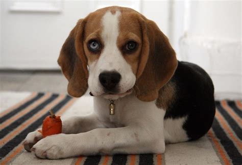 Beagle Blue Eye