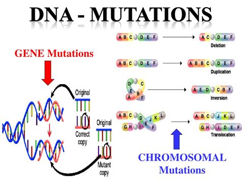 Mutations are essential to evolution; PPT - DNA - MUtations PowerPoint Presentation, free ...