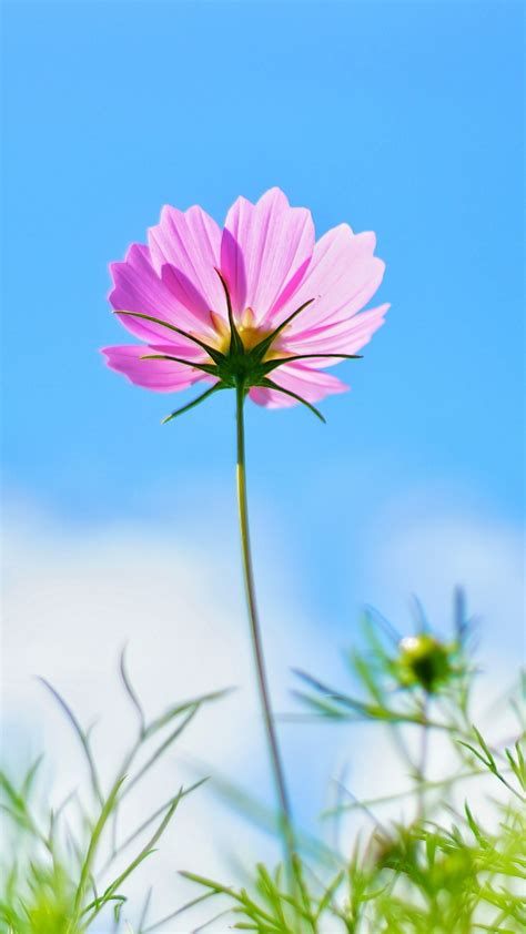 Download 1080x1920 Wallpaper Cosmos Pink Flower Spring Samsung Galaxy S4 S5 Note Sony