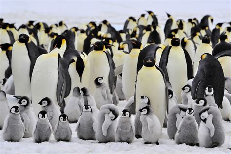 Scientists Urge Inclusion Of Young Emperor Penguins In Antarcticas