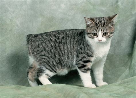 Manx Cat Breeds Information And Interesting Facts