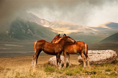 Pictures Horses Two Mountains Scenery Animals