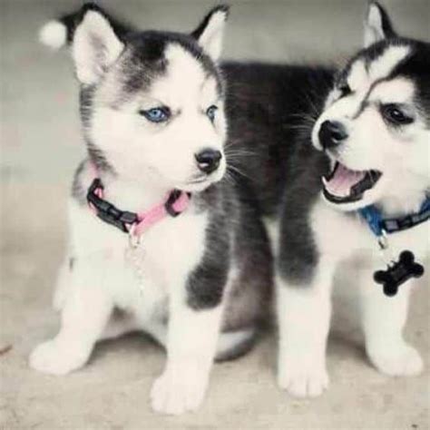 Owning A Mini Husky 101 A Complete Guide To Miniature Huskies