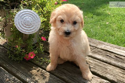 More images for puppies ann arbor » Shepadoodle puppy for sale near Ann Arbor, Michigan. | af88b80b-9091