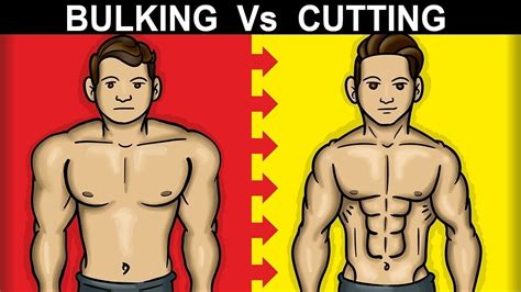 Bulking Vs Cutting What Do They Mean Youtube