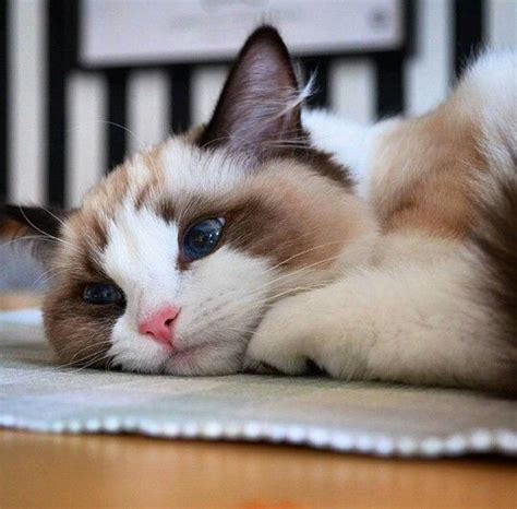 Ragdoll Cat Breed Informationpictures And Health Amazing Pets