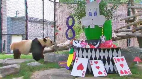 Giant Panda Celebrates 8th Birthday At Toronto Zoo Ctv News