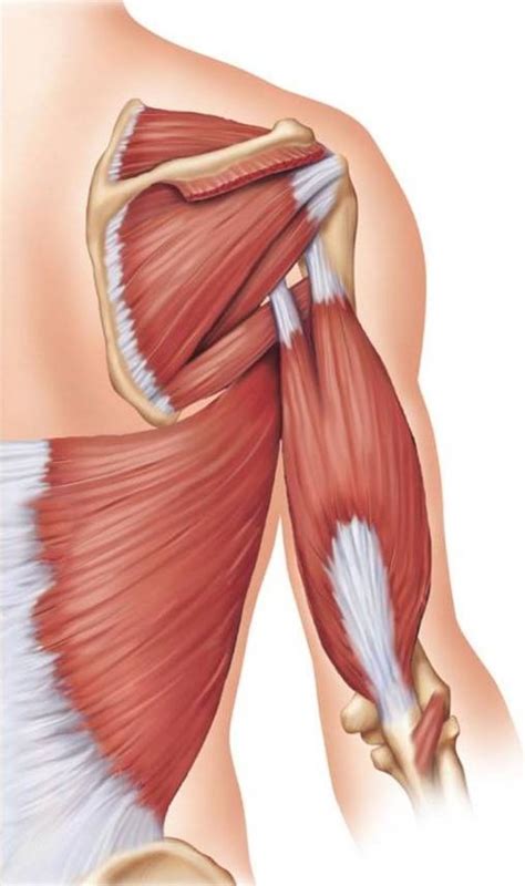 Muscles Of The Shoulder And Arm Posterior Diagram Quizlet