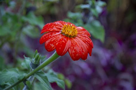 Rain Soaked Red Flower Free Stock Photo Public Domain Pictures