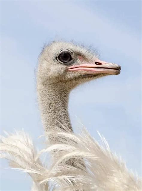 Ostrich Which Bird Has A Brain Smaller Than Either Of Its Eyeballs
