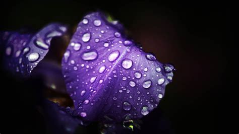 Macro Photography Of Purple Flower With Water Droplet HD Wallpaper
