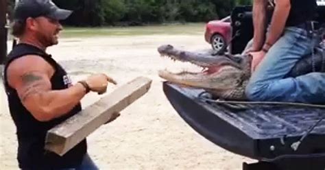 watch man prise open jaws of 28 stone alligator with his bare hands in heart stopping video