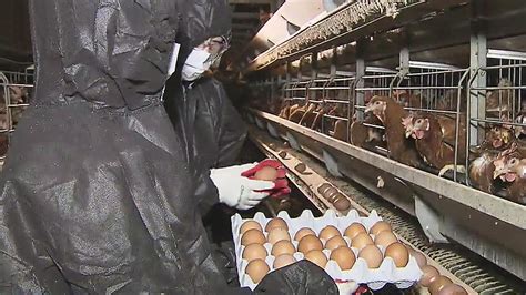 유통 불가 살충제 달걀 13개 농가서 추가 검출
