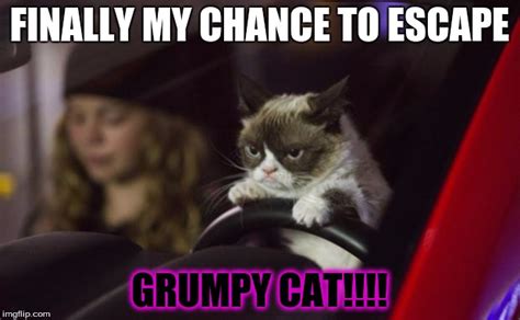 grumpy cat driving imgflip