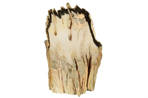 73 Tall Polished Petrified Wood Stand Up Rogers Mountain Oregon