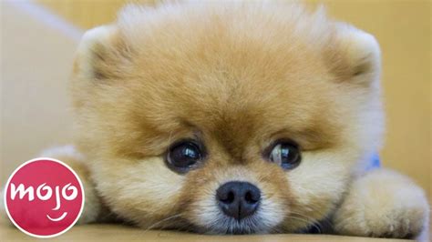 Top 20 Dog Breeds That Have The Cutest Puppies Youtube