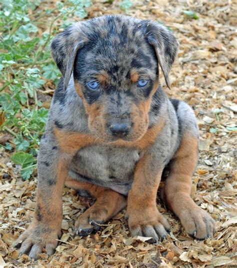 Dreamcatcher hill puppies and rescue has hypoallergenic tiny and small dogs like westies and others for sale. Catahoula Puppies For Sale Near Me | PETSIDI