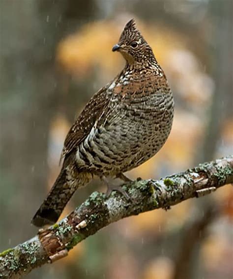 20 Best Images About Grouse Bonasa Ruffed And Hazel Grouse On