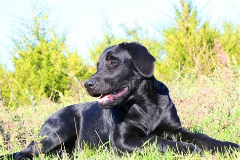 Dog Stock Image Image Of Labrador Animal Strong Retriever 78744357