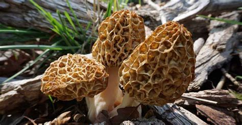 Morel Mushrooms: A Complete Guide To Hunting & Finding Them ...