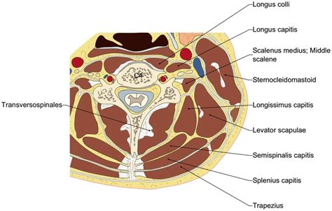 Cervical Paraspinal Muscles Anatomy