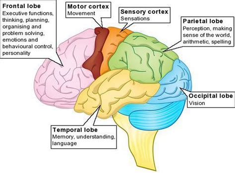 Functions Of The Brain Lobes Medizzy