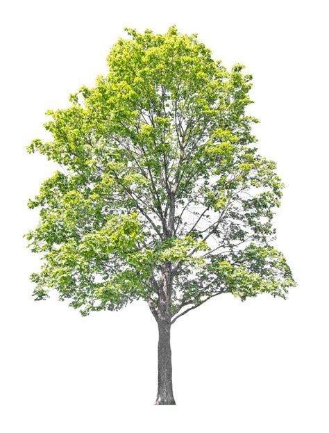 10338 Green Summer Maple Tree Isolated White Stock Photos Free