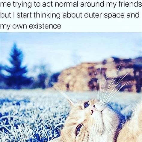 32 Cat Memes To Ensure You Have A Fabulous Caturday New Funny Memes