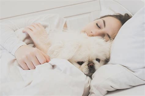 7 Cozy Items For Snuggling With Your Dog American Kennel Club
