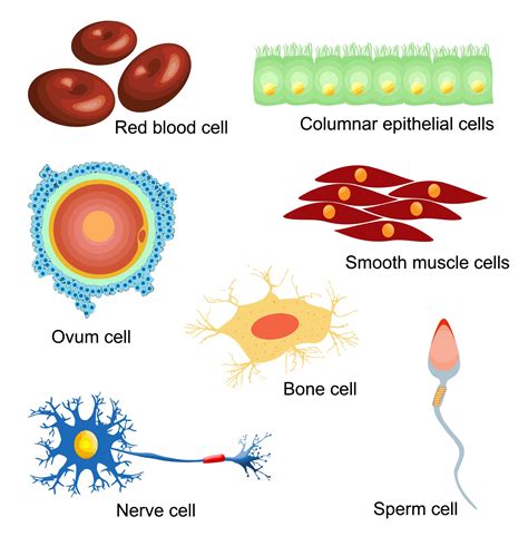 All of the specialized cells in the body come from the same originating tissue: Cells - worksheet from EdPlace