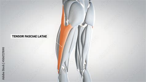 Leg Muscles Tensor Fasciae Latae Detailed Display Of Muscles Human