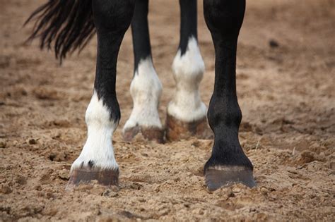 Primer Plano De Las Patas De Caballo Foto De Stock Y Más Banco De Imágenes De Caballo Familia