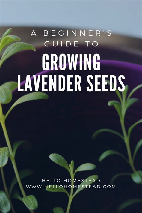 A Beginners Guide To Growing Lavender Seeds Growing Lavender