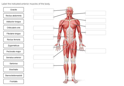 povstanie viacúčelový metóda muscles of the body labeled trhové Anoia