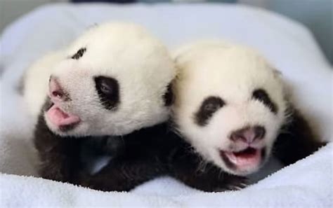 Panda Mom Stares At Newborn Baby But When Keepers See