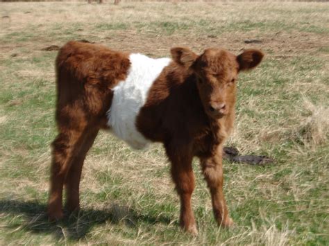 Brown Belted Galloway Calf Miniature Cow Breeds Galloway Cattle Cattle