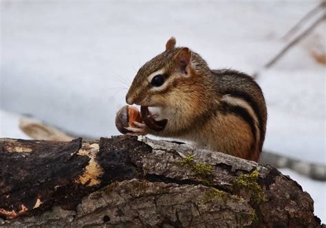 A Chipmun Eating Something On Top Of A Tree Branch