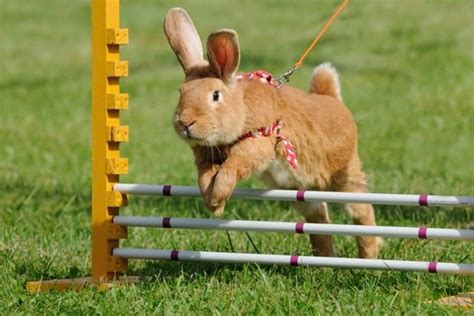 How Much Exercise Do Rabbits Need Each Day — Rabbit Care Tips