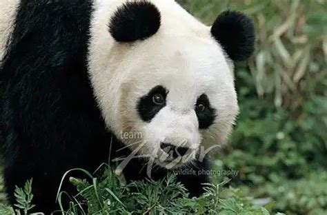 Pin By Patnida Panda On 1 Wolong Nation Nature Reserve Giant Pandas