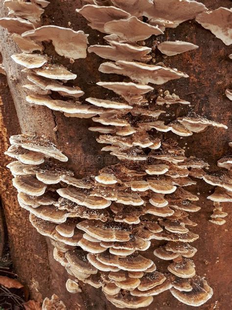 Bracket Fungus Growing From A Tree Trunk Stock Image Image Of Tree My