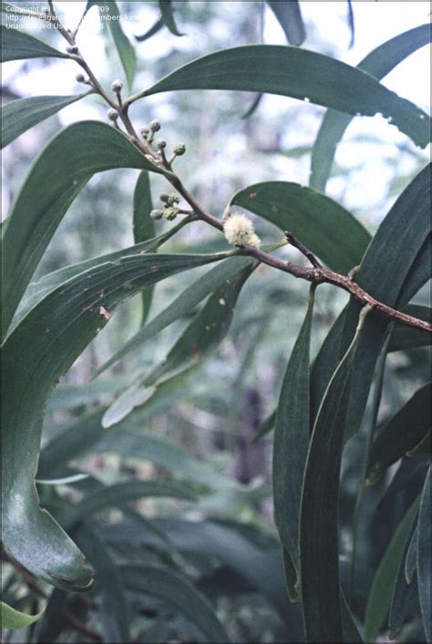 Plantfiles Pictures Acacia Species Koa Acacia Koa By Growin
