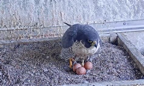 Video Peregrine Falcons In Downtown Sf And Berkeley Lay Multiple Eggs In Hopeful Beginning To