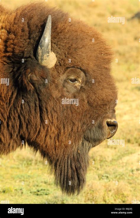 A Profile Portrait Of An American Bison Stock Photo Alamy