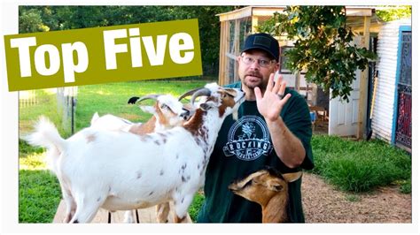 A bitcoin wallet and ethereum wallet address will have different fundamentals and will require you to the 10 things you should know about cryptocurrencies before you start investing in a coin, are Top Five Things You Should Know Before You Buy Goats - YouTube