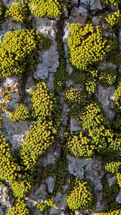 4k Tree Moss Wallpapers High Quality Download Free