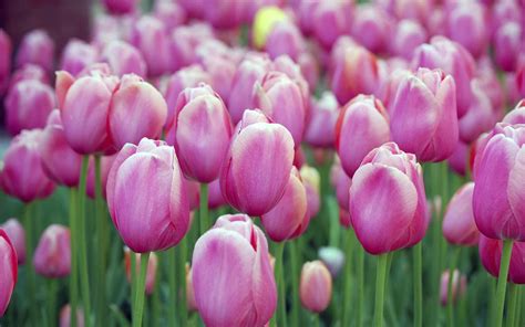 Tulips Wallpapers 3d Hd Wallpapers