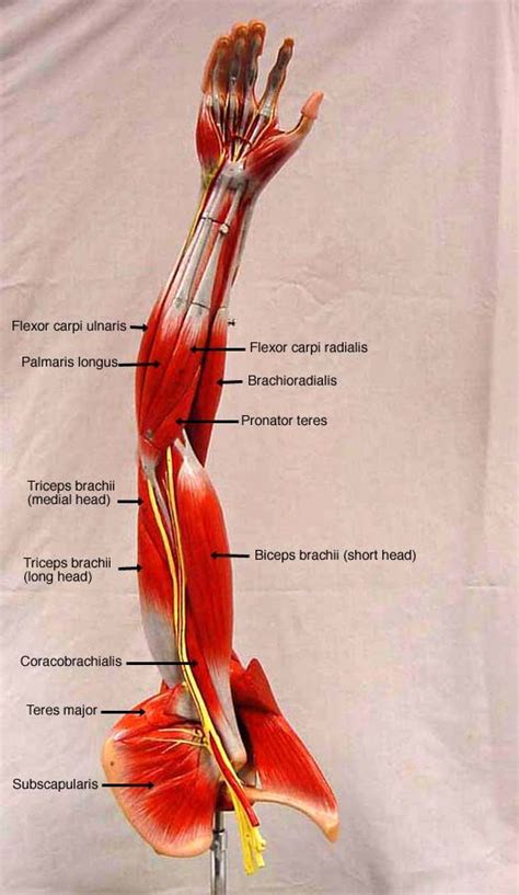 This large muscle of the upper arm is formally known as the biceps brachii muscle, and rests on top of the humerus bone. somso+arm+muscle+model+labeled | BIOL 160: Human Anatomy ...