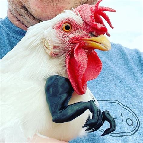 Warnermedia, a subsidiary of at&t inc. 3D printed T-Rex arms for chicken cosplay | Boing Boing