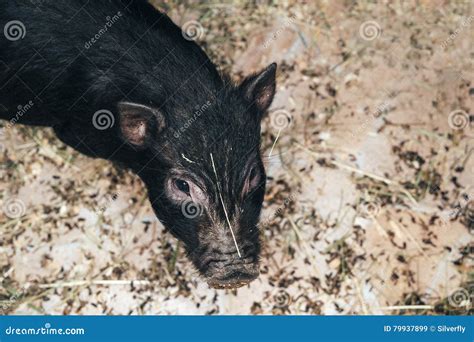 Piglet Stock Image Image Of Beautiful Nose Agriculture 79937899