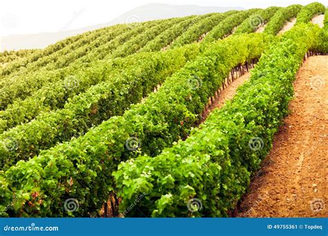 Diminishing Rows Of Vineyard Field In Southern France Stock Image